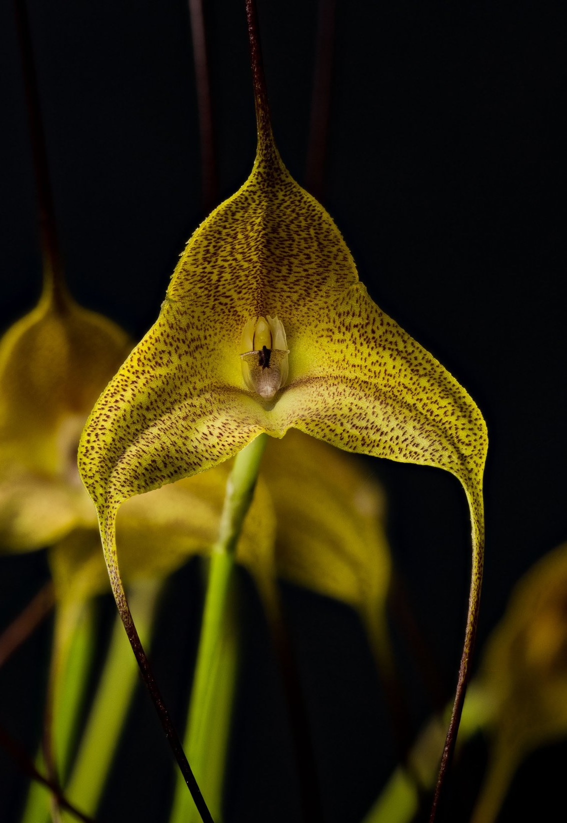 Orchid, Masdevallia Fandango