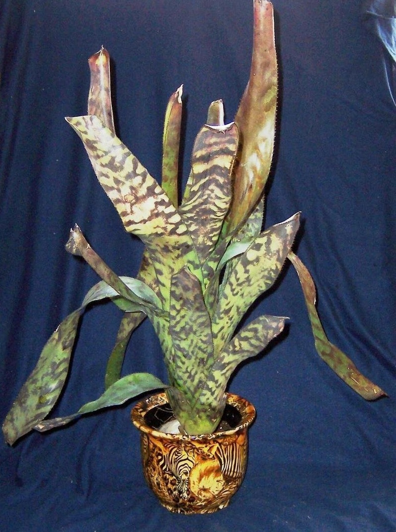 Aechmea Bromeliad, Urn Plant, Variegated Bromeliad Bert