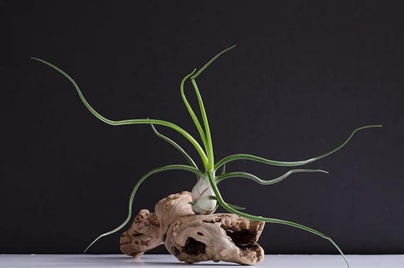 Tillandsia Bromeliad, Air Plant Giant Belize