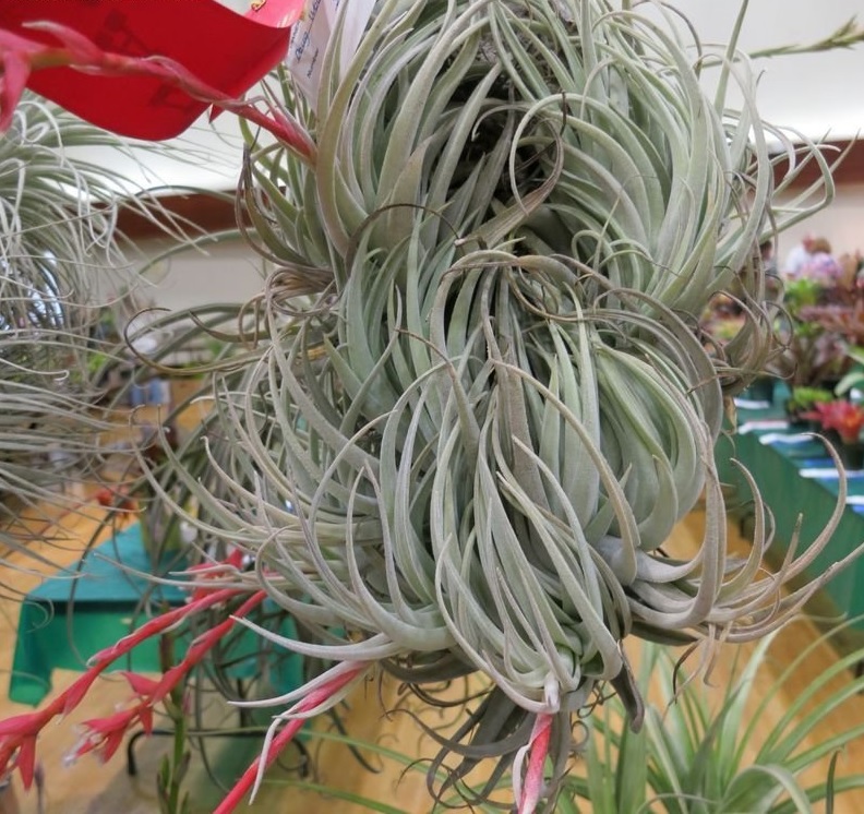 Tillandsia Bromeliad, (leonamiana) Air Plant