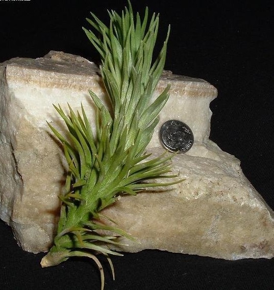 Tillandsia Bromeliad, (araujei) Air Plant