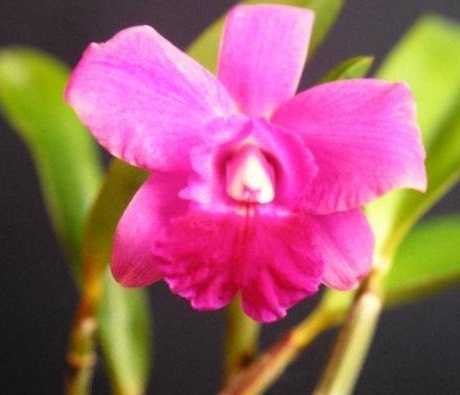 Orchid, Cattleya Mini Purple