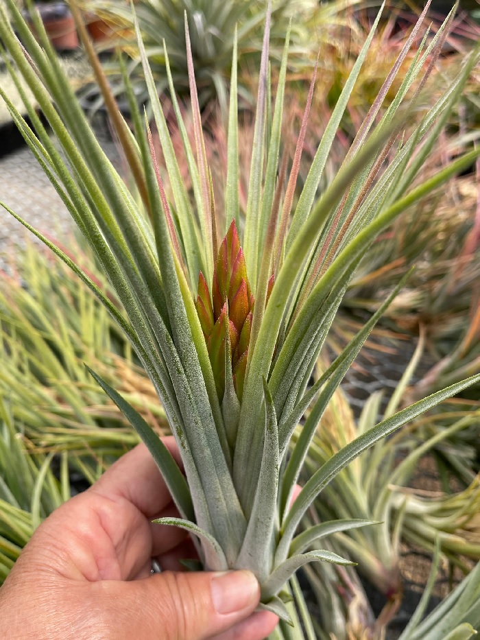 Tillandsia Bromeliad,(Tillandsia x nidus) Air Plant