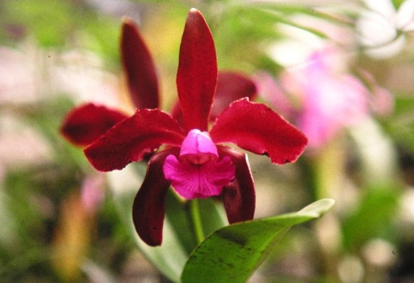 Orchid, Cattleya Maui Plum