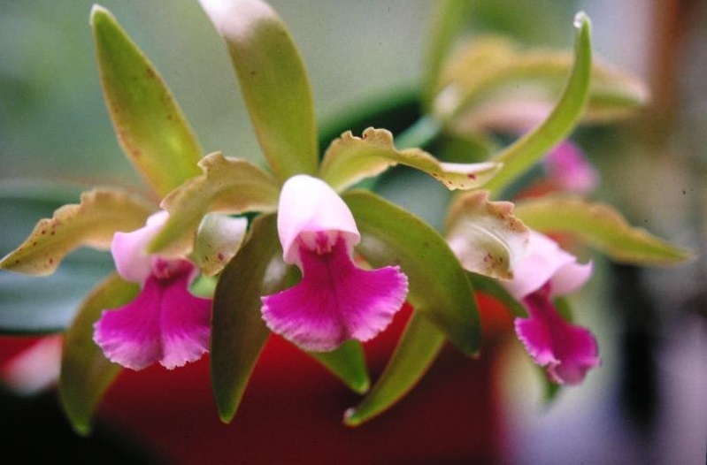 Orchid, Cattleya Lagoon