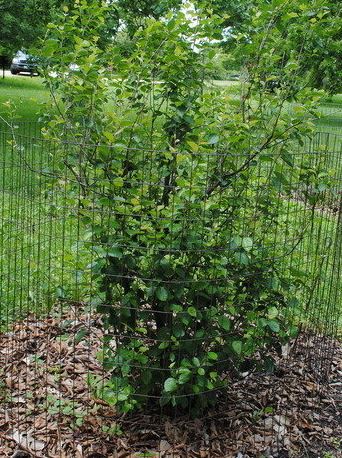 Bog Birch, Dwarf Birch, Swamp Birch