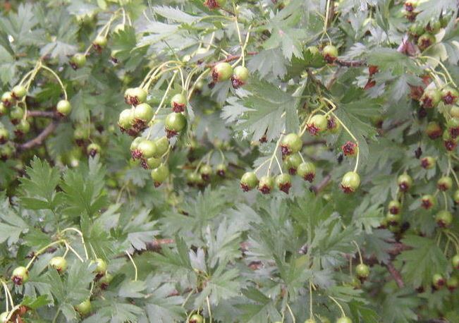 Russian Hawthorn