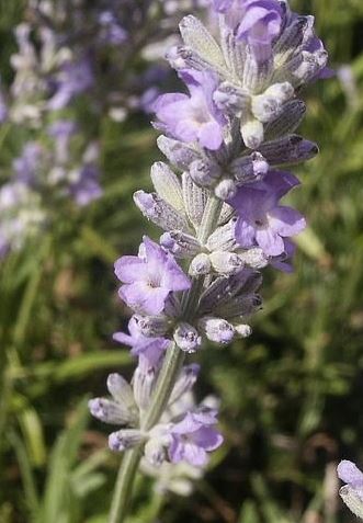 Lavandula, English Lavender Ashdown Forest