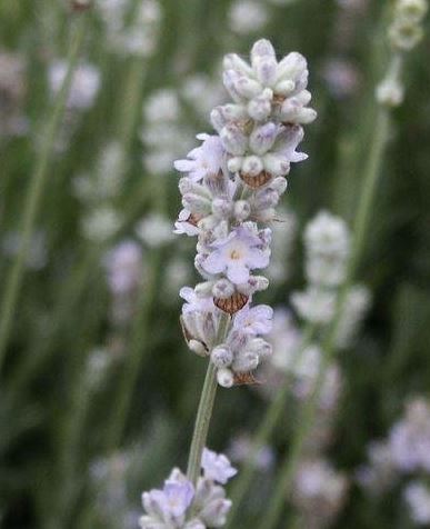 Lavandula, English Lavender Blue Ice