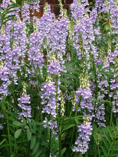 Galega, Goats Rue, Professor Weed Lady Wilson