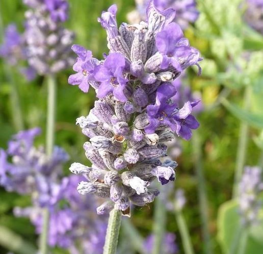 Lavandula, Chaytor’s Lavender, English Lavender Richard Gray