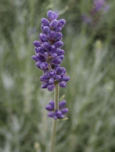 Lavandula, English Lavender Peter Pan