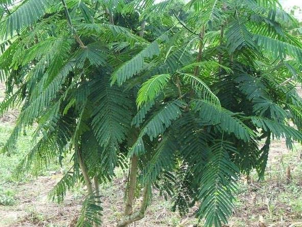 Senegalia Species, Climbing Wattle