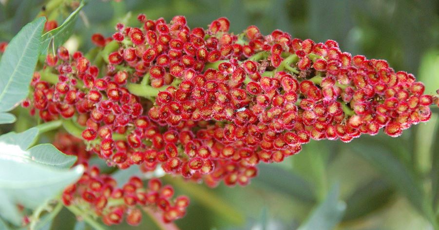 Smooth Sumac Laciniata