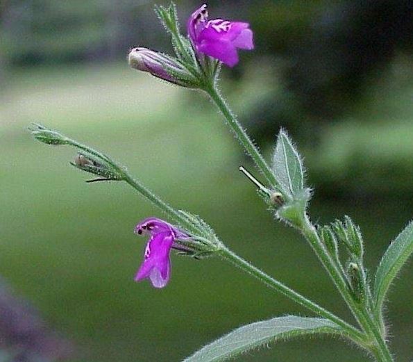 Justicia Species, Cooleys Water Willow