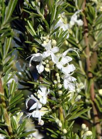 Salvia, Rosemary Lady in White