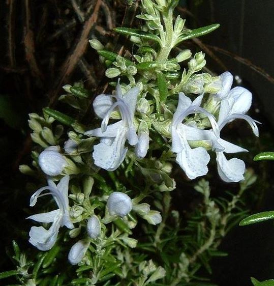Salvia, Rosemary Masons Finest