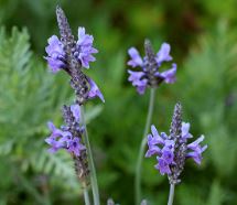 Lavandula Species, Jagged Lavender
