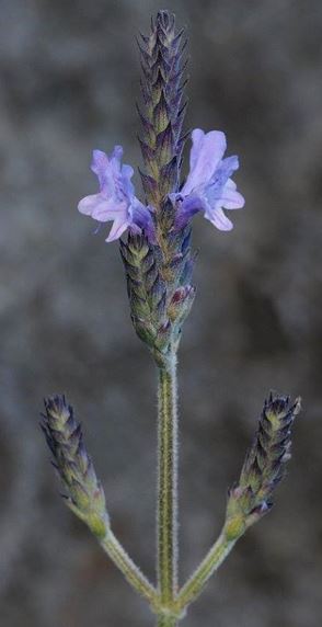 Lavandula Species, Green Fern-Leaf Lavender