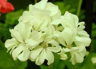 Species Hybrid Pelargonium Creamery