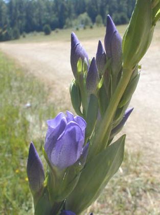 Gentiana Species, Kings Gentian, Kings Scepter Gentian