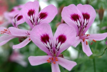 Scented leaf Pelargonium Lemon Fancy