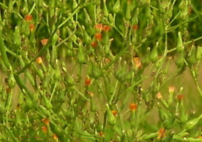 Late Figwort, Carpenters Square, Eastern Figwort