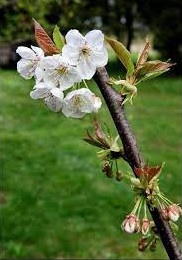 Sweet Cherry, Mazzard Cherry, Wild Cherry