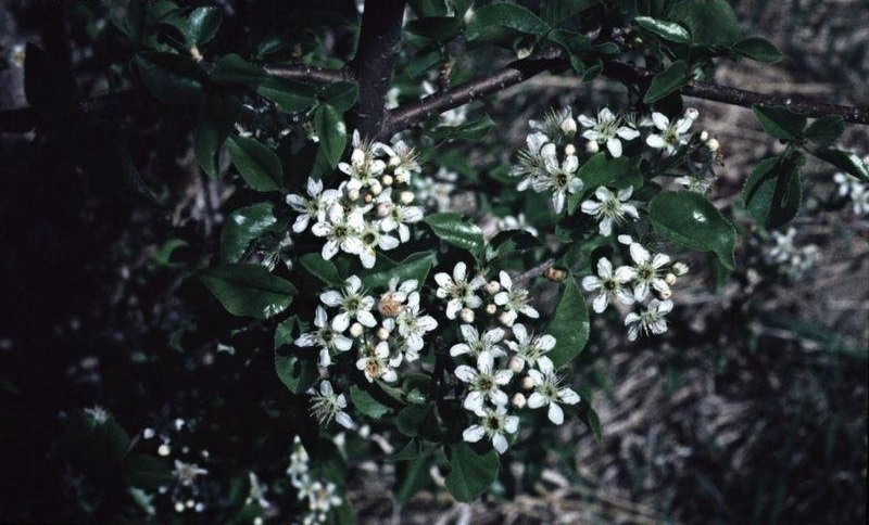 Bitter Cherry