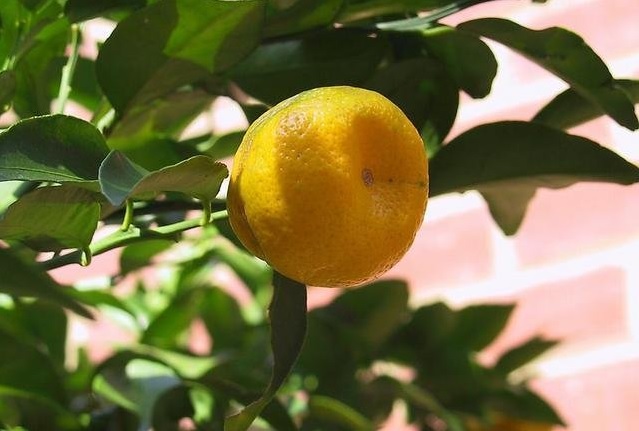 Citrus Hybrid, Nasnaran Mandarin, Jeruk Limo