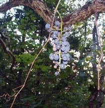 Summer Grape, Pigeon Grape