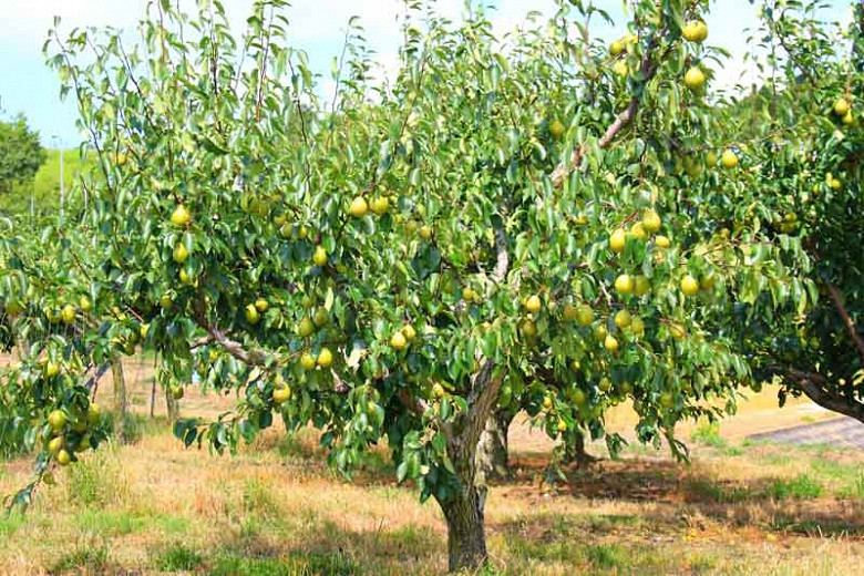 Common Pear, European Pear Bosc