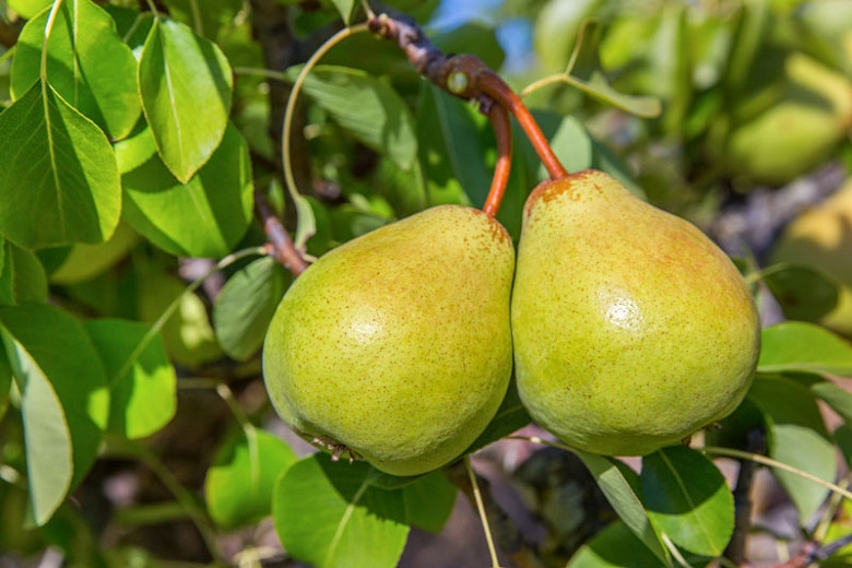 Common Pear, European Pear Comice