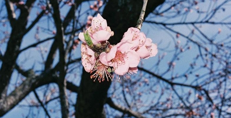 Nectarine Tree