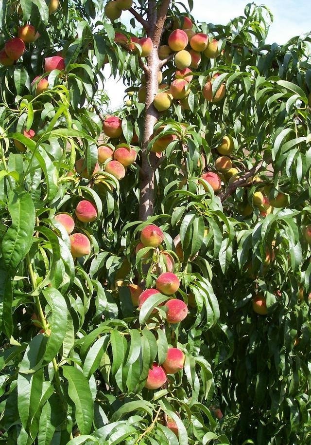 Peach Hiley Belle
