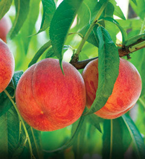Peach Golden Jubilee