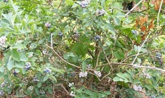 Vaccinium, Rabbiteye Blueberry 'Climax'