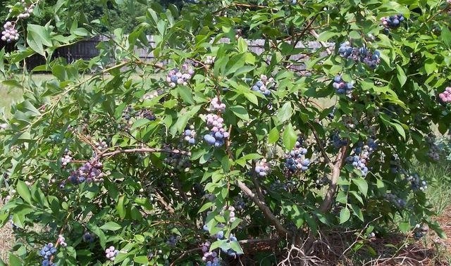 Vaccinium, Rabbiteye Blueberry Brightwell