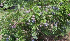 Vaccinium, Rabbiteye Blueberry 'Brightwell'