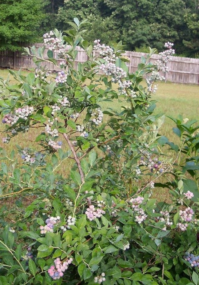 Vaccinium, Rabbiteye Blueberry Woodard