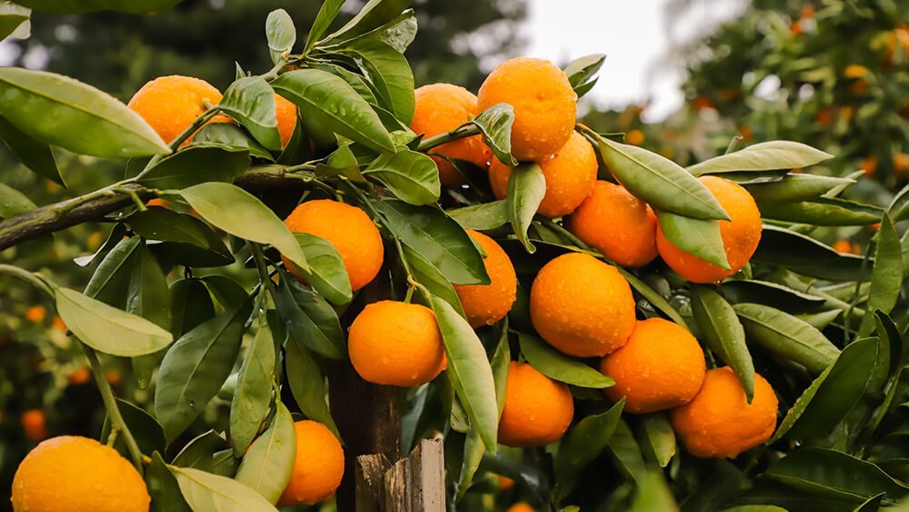 Citrus, Mandarin Orange, Satsuma, Tangerine Sunburst