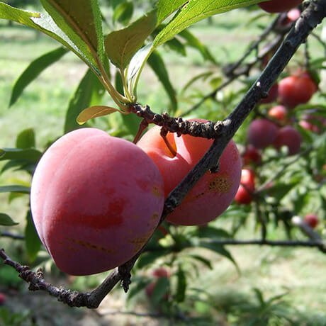 Japanese Plum Superior