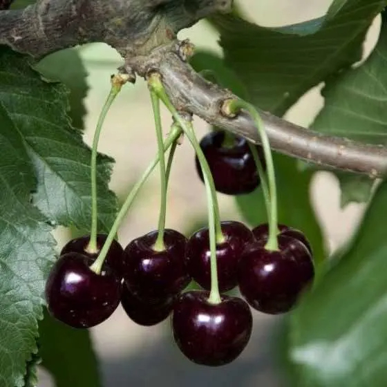 Sweet Cherry Black Tartarian