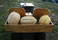 Giant Cantaloupe 'Weeks NC Giant'
