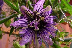 Passiflora, Passion Flower, Passion Vine 'Allspice'