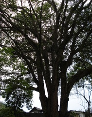 Tapereb