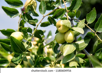 Spiny Jujube