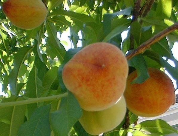 Peach Flordaking