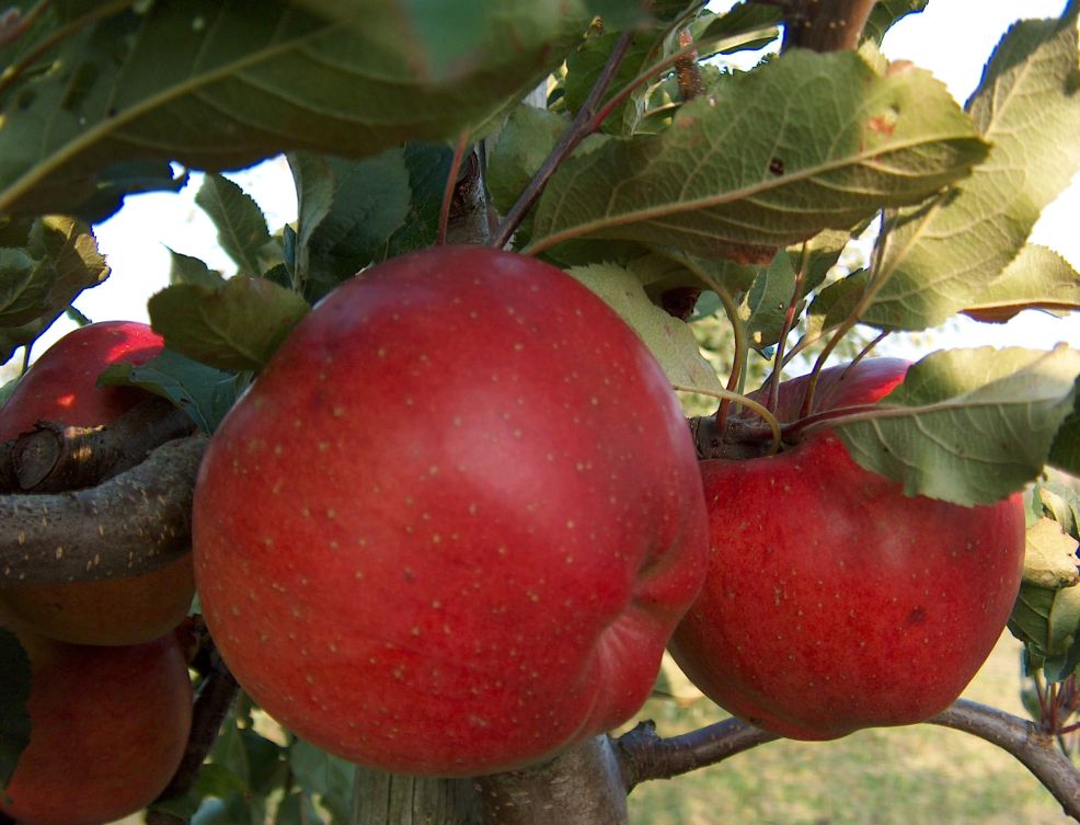Apple Melrose