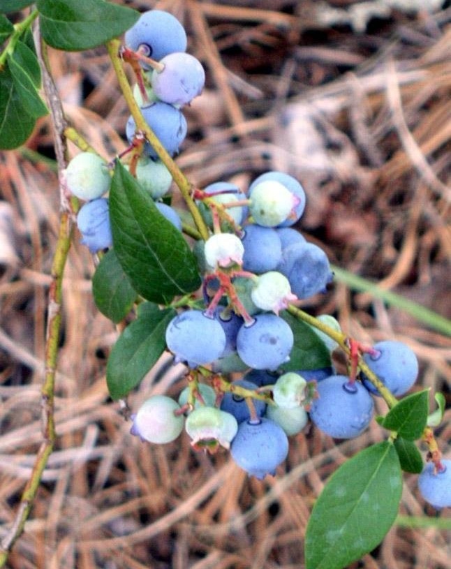 Vaccinium, Southern High Bush Blueberry Star